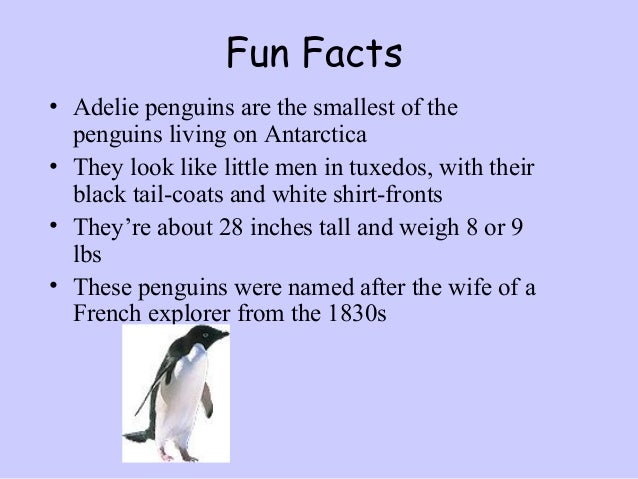 Facts About Penguins