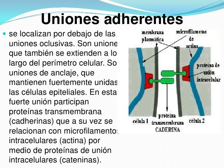 Adhesion celular raul alvarado