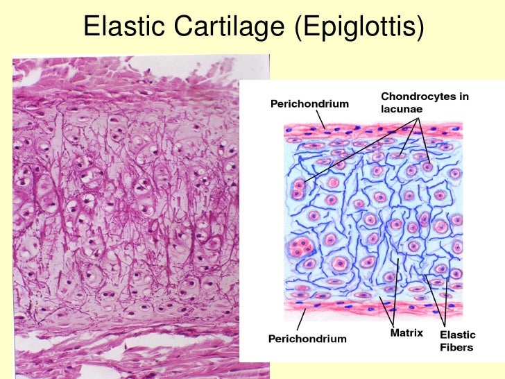 elastic cartilage epig...