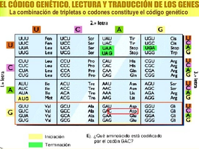 ADN