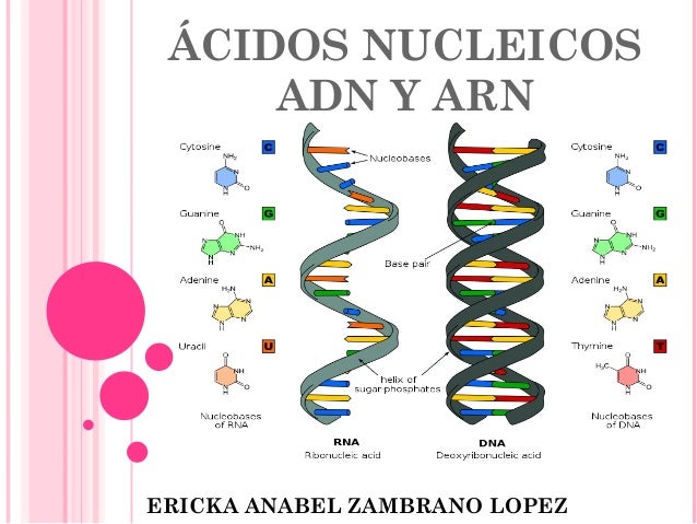 ADN y ARN.