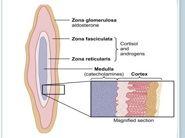 most important glucocorticoid secreted by the adrenal cortex most important glucocorticoid secreted by the adrenal cortex