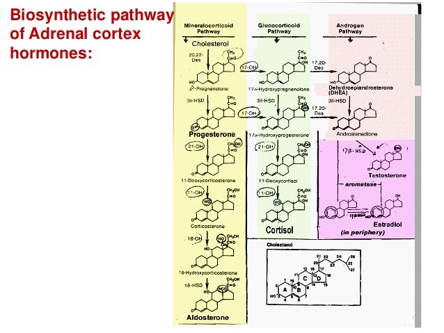 hormones of adrenal