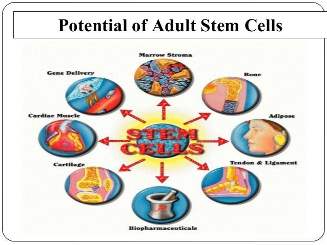 Adult Stem Cells From 3