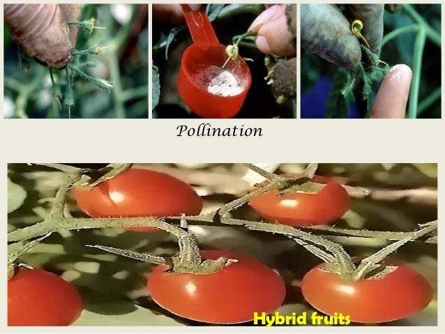 anthesis in tomato anthesis in tomato