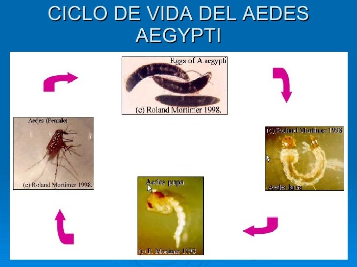 Aedes Aegypti Aedes Aegypti