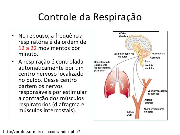 Qual o significado de stock options