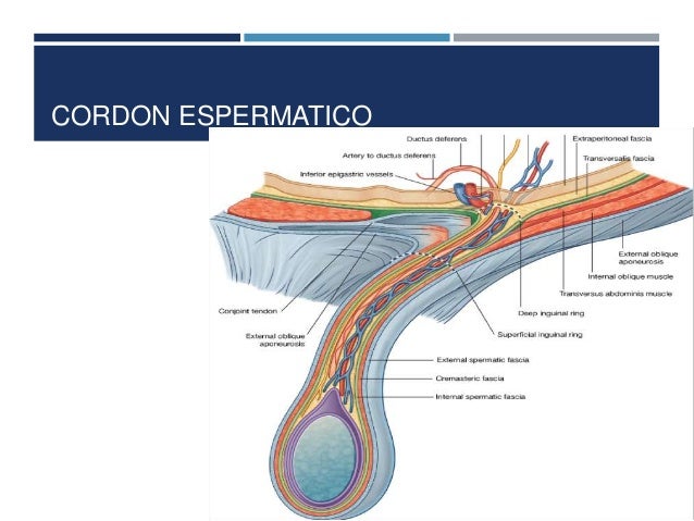 ANATOMIA DE LA REGION INGUINAL