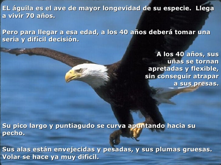 Imagenes de aguilas con mensajes positivos - Imagui Imagenes de aguilas con mensajes positivos - Imagui