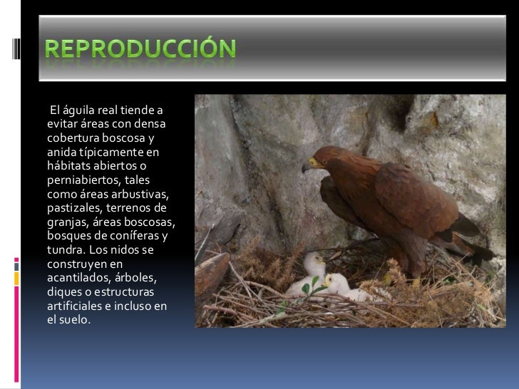 Aguila real