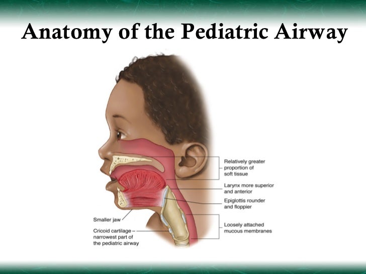 Nasal Sinuses Innervation