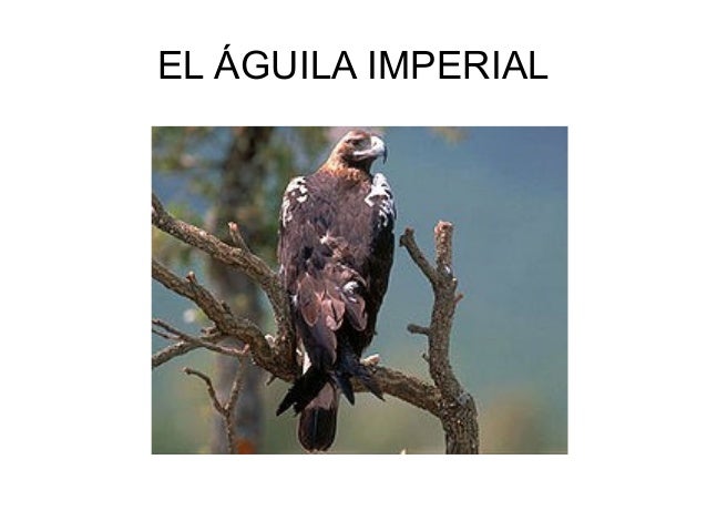 Aisa y Pablo Águila imperial
