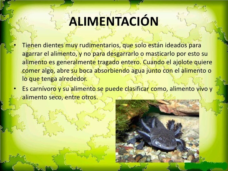 Ajolote