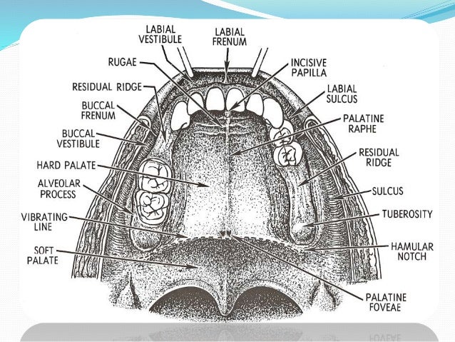hamular notch