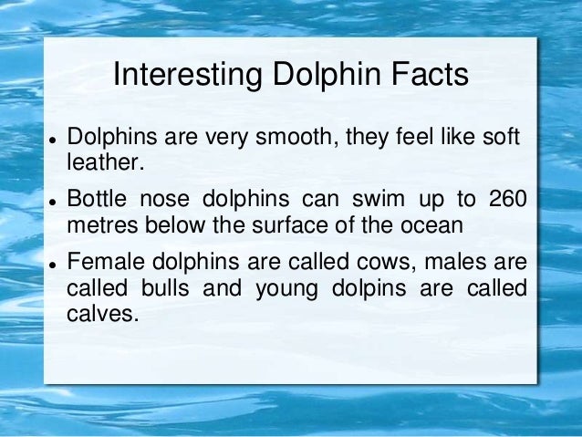 Dolpins Fun Fact For Kids Dolpins Fun Fact For Kids
