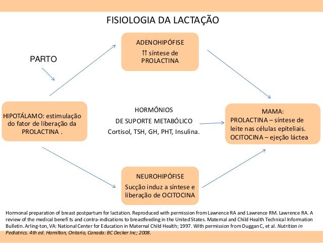 Aleitamento Materno