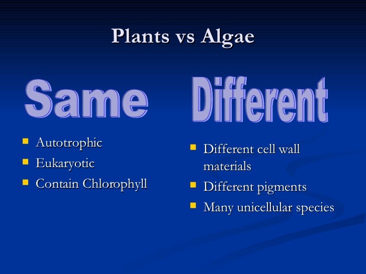 the differences in the net productivity of the phytoplankton and macro algae Distribution and production of macrophytes and phytoplankton in the lagoon of venice: (p/b) and the gross/net production (gpp/npp) ratios at different biomass levels in june 1987 production of macroalgae and seagrasses, as well as the phytoplankton. the differences in the net productivity of the phytoplankton and macro algae Distribution and production of macrophytes and phytoplankton in the lagoon of venice: (p/b) and the gross/net production (gpp/npp) ratios at different biomass levels in june 1987 production of macroalgae and seagrasses, as well as the phytoplankton.