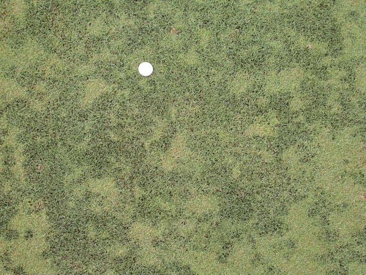 Algae management for golf course putting greens.