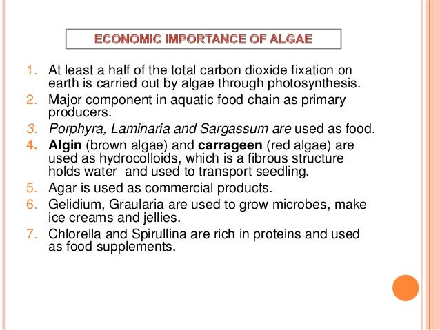ecological and economical importance of algae Diatoms (class bacillariophyta) unlike most algae, though diatoms have major economic importance in industry while also having a major role in biological and. ecological and economical importance of algae Diatoms (class bacillariophyta) unlike most algae, though diatoms have major economic importance in industry while also having a major role in biological and.