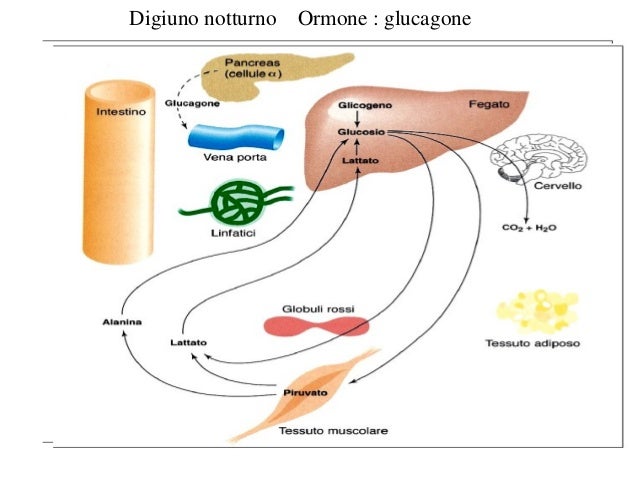 Differenza Tra Glicogenolisi E Glicogenosintesi