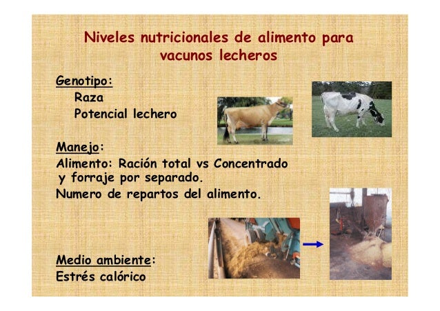 Tipo De Nutrición De La Vaca