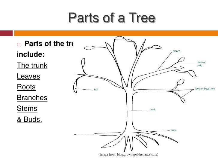 parts of a tree diagram aprc p3 home network parts of a tree diagram aprc p3 home network