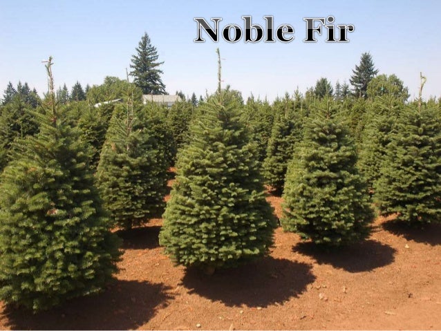 all types of christmas trees all types of christmas trees