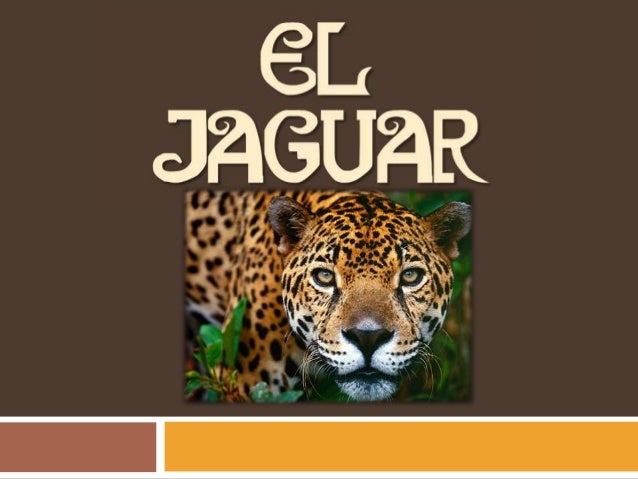Imagenes De Jaguar En Peligro De Extincion | especie en peligro de extinci 243 n el jaguar Imagenes De Jaguar En Peligro De Extincion | especie en peligro de extinci 243 n el jaguar