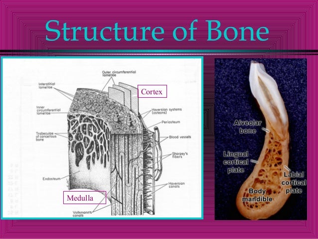 alveolar bone term paper writing service pdcourseworkfzxf duos me alveolar bone
