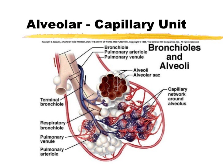 Alveolar Capillary Unit