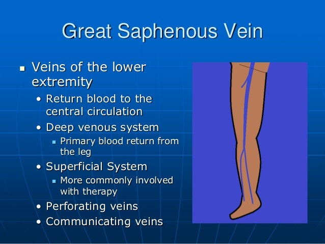 The Great Saphenous Vein