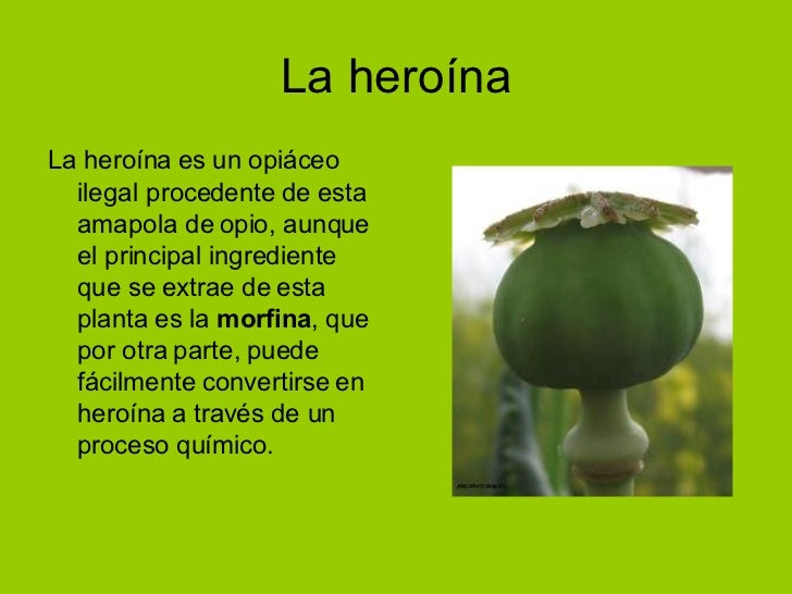 Amapola