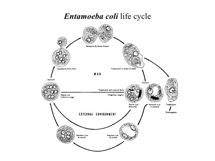 Entamoeba+Coli+Life+Cycle ... کولی Entamoeba coli life cycle | انگل شناسی پزشکی