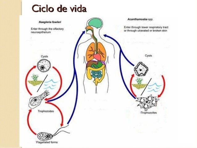 Ciclo De Vida De Las Amebas