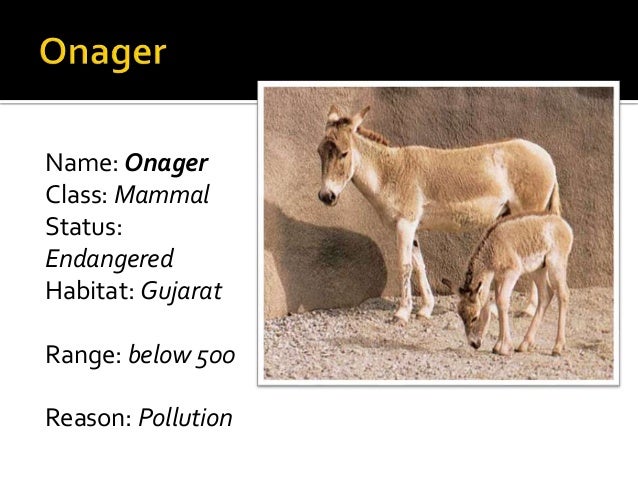 Popular Dog Names In India Popular Dog Names In India