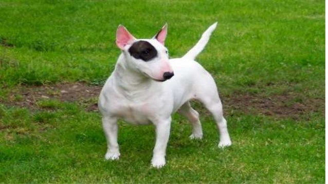 Dog Show Training Tips Dog Show Training Tips