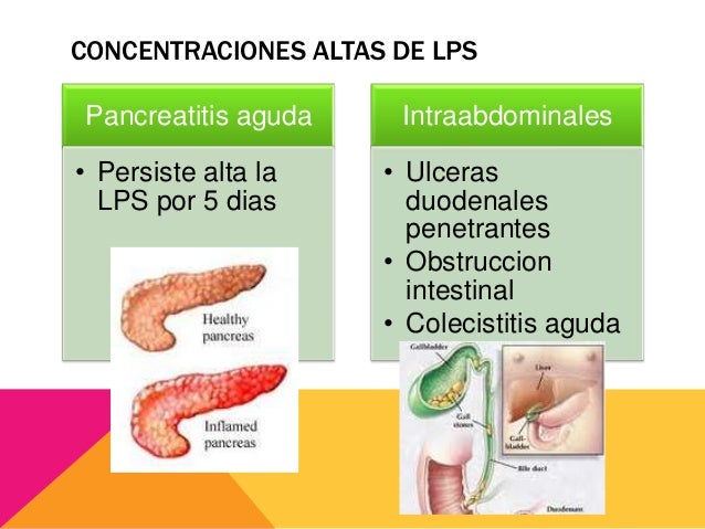 Amilasa y lipasa