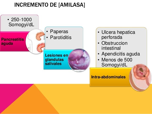 Amilasa y lipasa