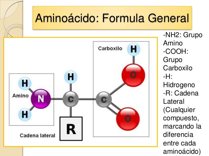 Aminoacidos (1)