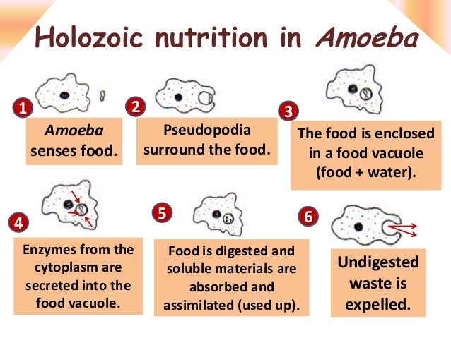 Amoeba Chlorella amoeba-chlorella