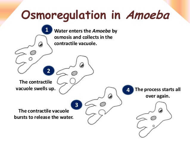 diagram of binary fission in amoeba diagram of binary fission in amoeba best free home diagram of binary fission in amoeba diagram of binary fission in amoeba best free home