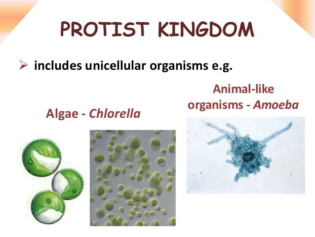 labelled diagram of chlorella amoeba chlorella labelled diagram of chlorella amoeba chlorella