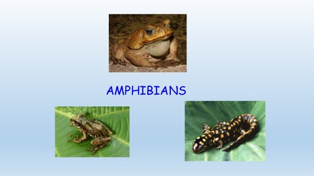 AMPHIBIANS
 