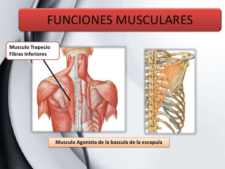 Analisis de Movimiento Flexion de hombro