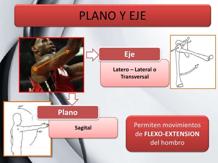 Analisis de Movimiento - Flexion de hombro