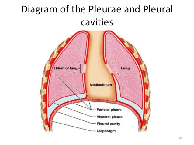 anatomy-of-the-respiratory-system-44-638