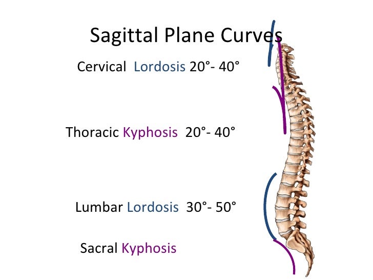 Anatomy of spine