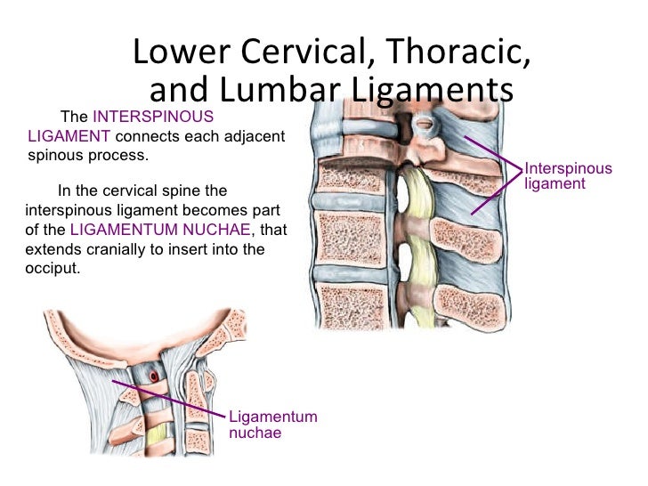 Anatomy of spine