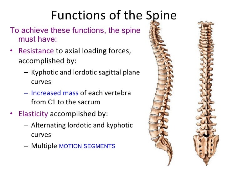 Anatomy of spine