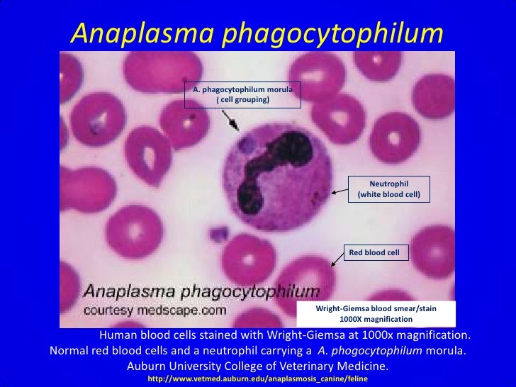 anaplasmosis in dogs anaplasmosis anaplasmosis in dogs anaplasmosis